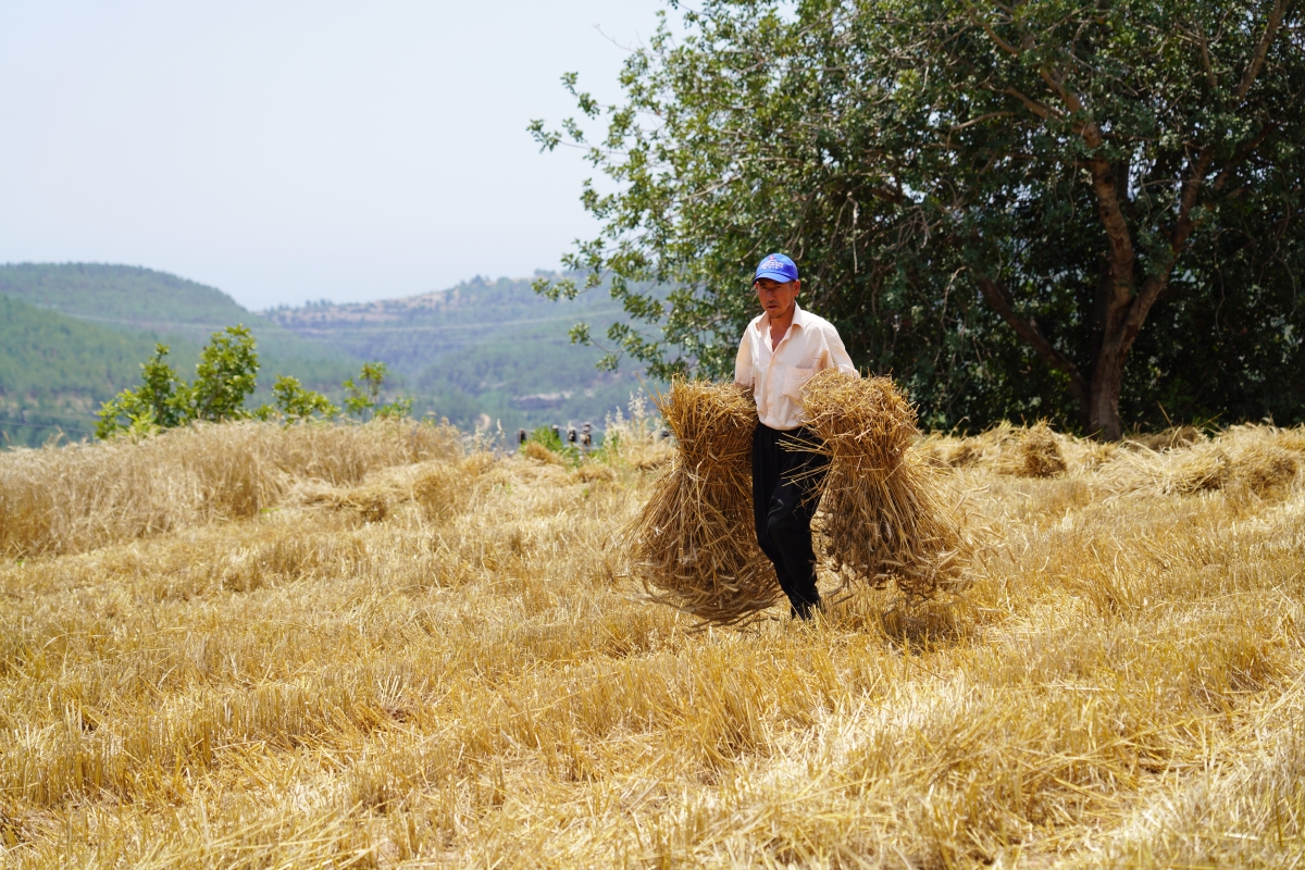 Buğday 