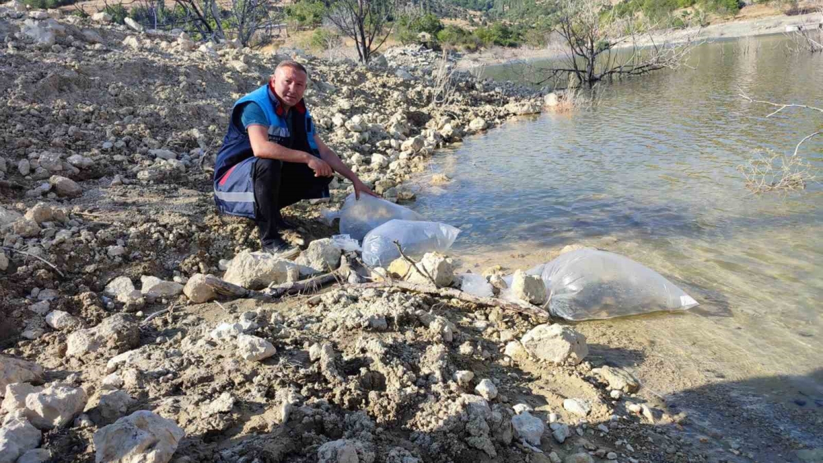 Mersin’de Dereyurt Göletine 15 bin sazan balığı yavrusu bırakıldı
