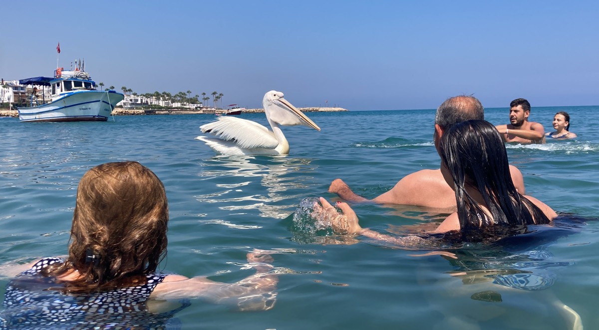 Pelikanlar 
 denizde tatilcilere eşlik ediyor 
