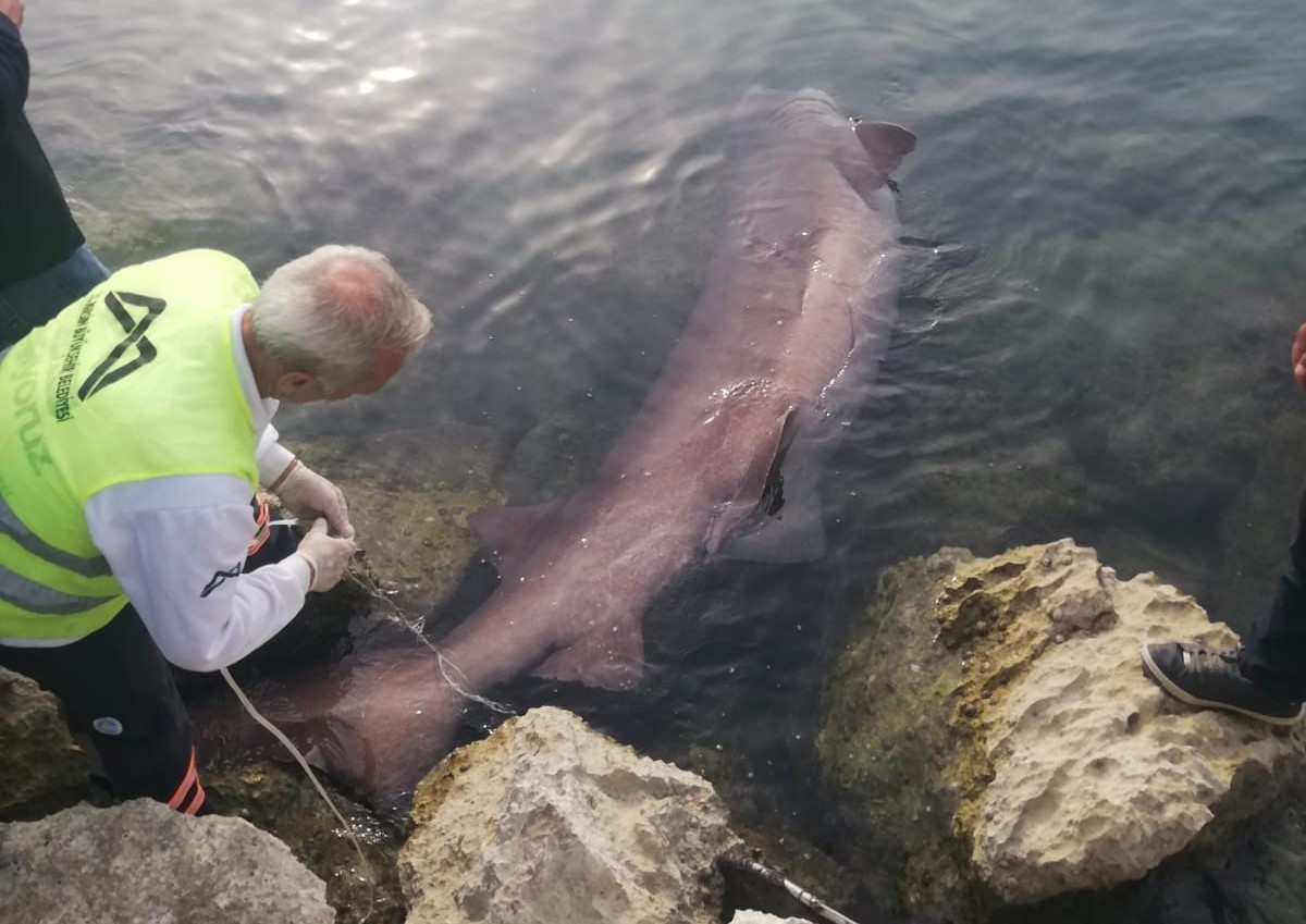 Mersin’de 4 metrelik 6 solungaçlı cam göz köpekbalığı kıyıya vurdu, vinçle çıkarıldı
