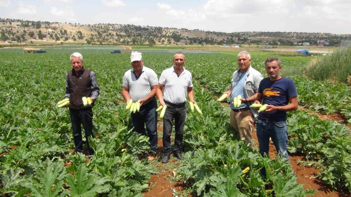 Silifkede kabak tarlada kaldı 
