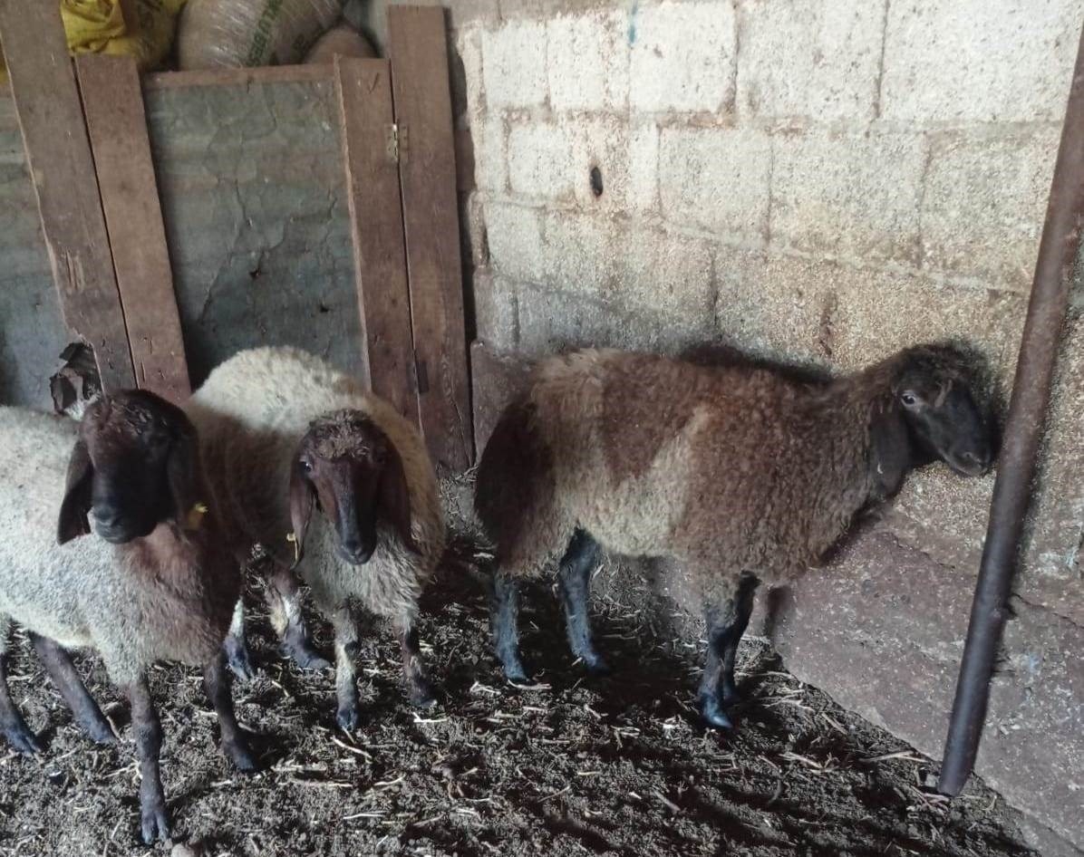 Ağıla giren başıboş köpekler 2 hayvanı telef etti
