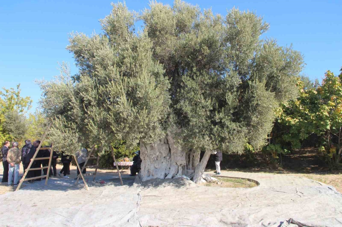 Mersin’de bin 300 yıllık zeytin ağacından hasat yapıldı
