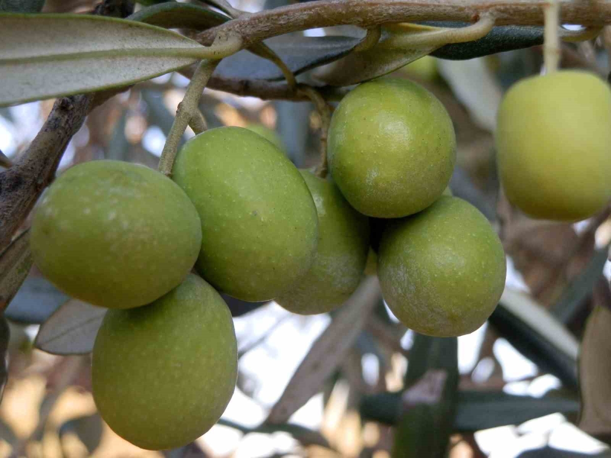 Mutta  150 bin  ton zeytin rekoltesi elde edildi
