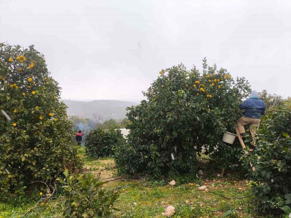 Erdemli’de kar altında limon hasadı
