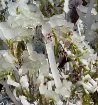 Mersin’de şeftali ağaçları buz tuttu
