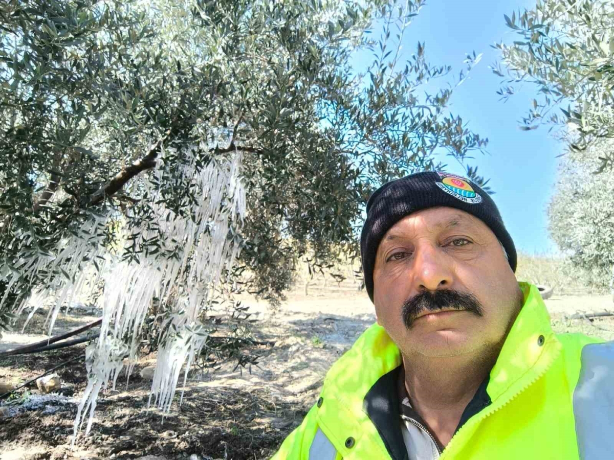 Sibirya soğukları ağaçlarda buz sarkıtları oluşturdu 
