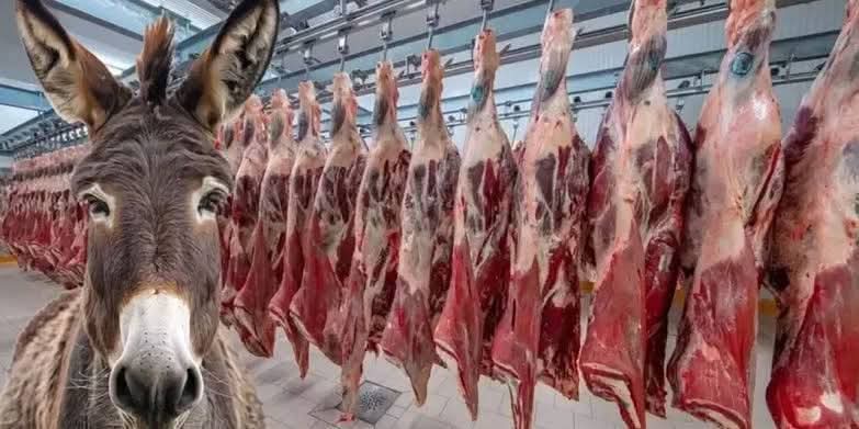 Türkiye’de Eşekler Nereye Kayboldu? 32 Yılda Yüzde 92’lik Düşüş!