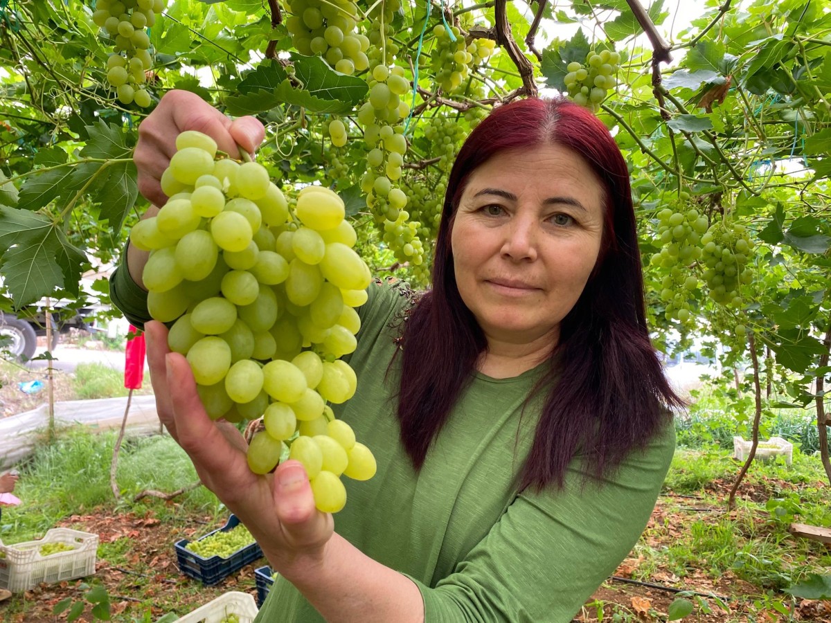 Bölgenin incisi üzümde hasat başladı