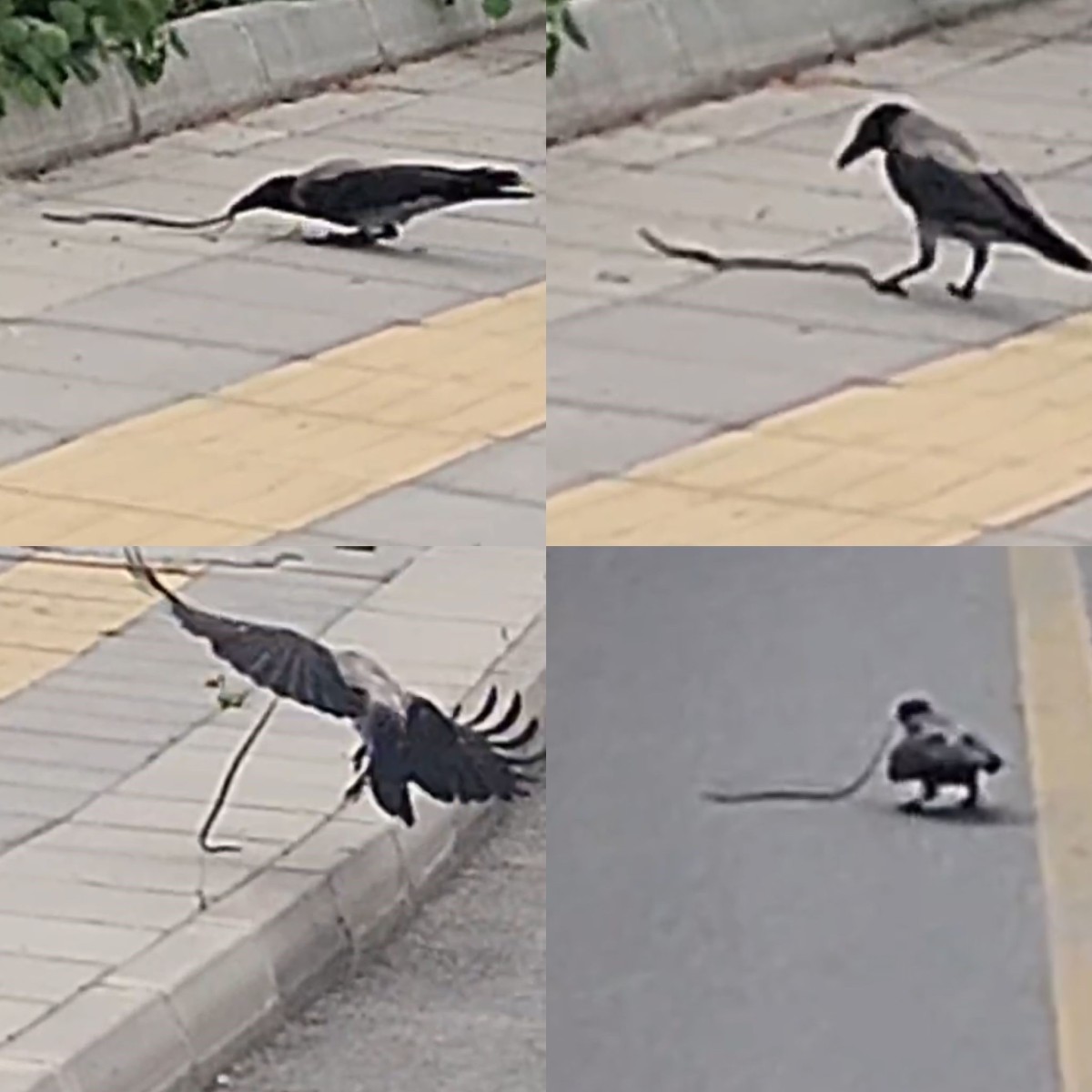 Karganın yılan avı 
