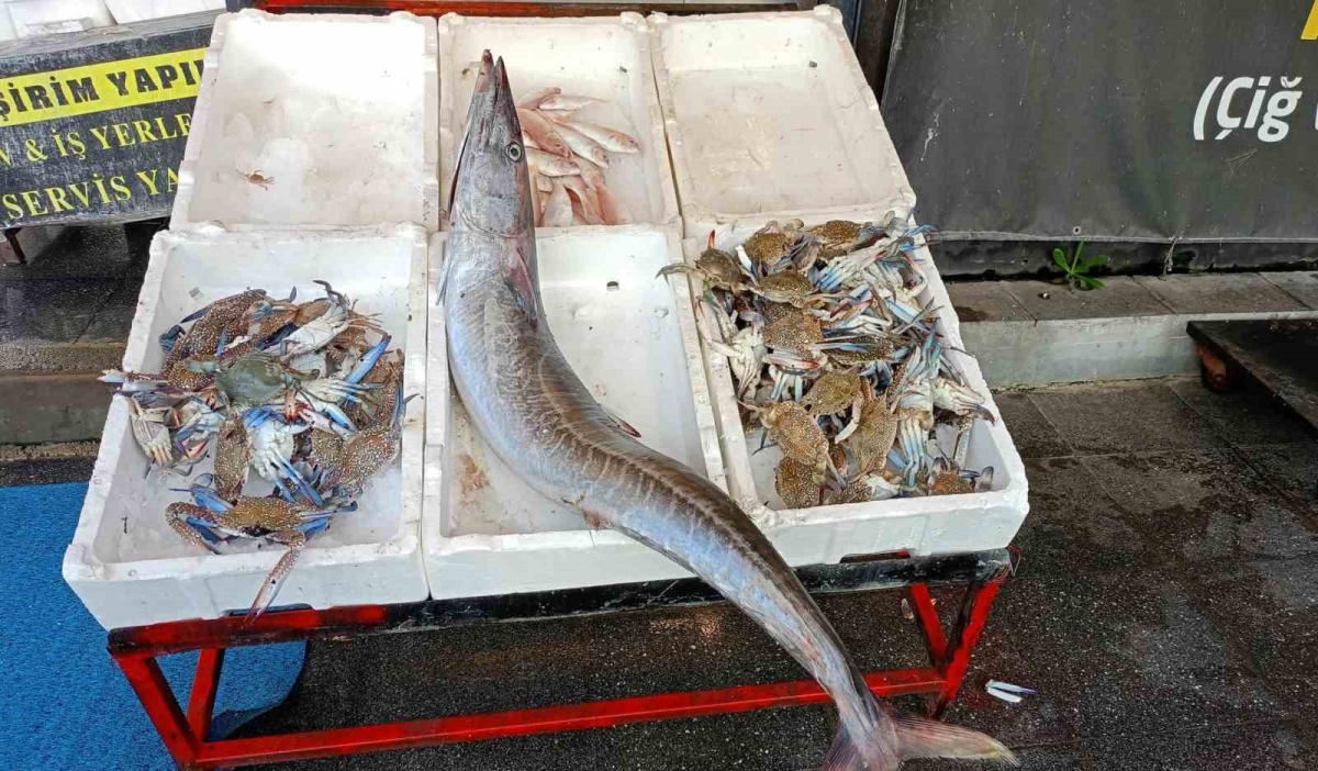 Akdeniz’de 12 kilogramlık ceylan balığı yakalandı
