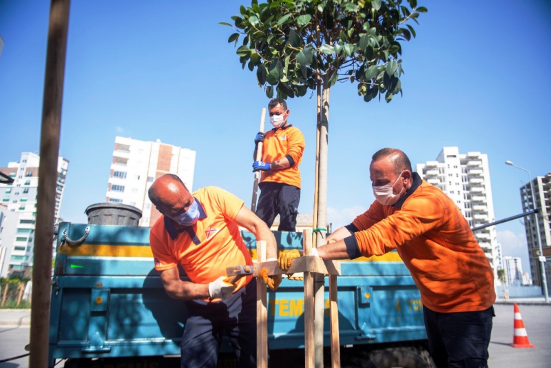 Mersin Büyükşehir Belediyesi, Toroslar’ın kaldırımlarına 175 ağaç fidanı dikti 