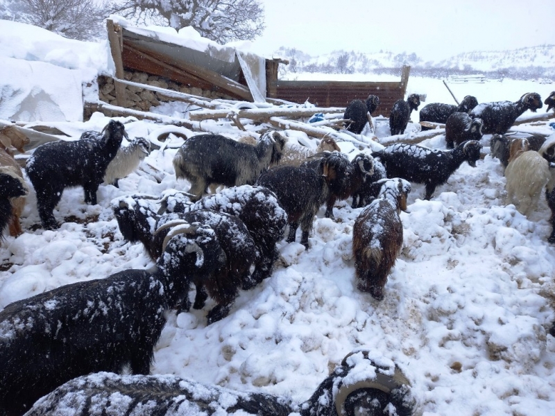 Mersin’de kardan çöken ahırdaki 21 küçükbaş hayvan telef oldu 