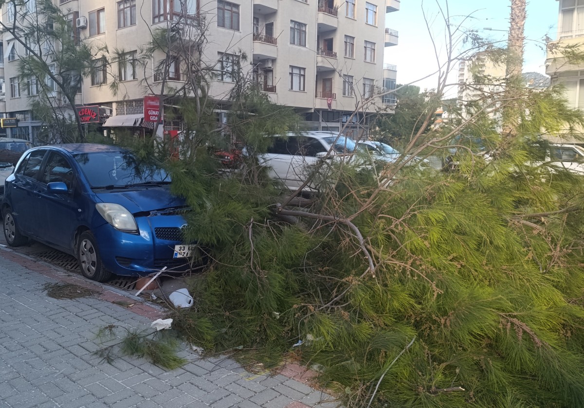 Silifke’de fırtına ağaçlar devrildi, araçlar zarar gördü camlar kırıldı
