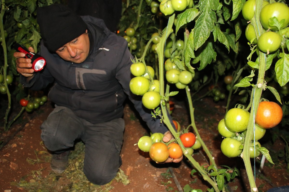 Erdemli ’de Şiddetli Soğuk Örtü Altı Tarım Tehlikede