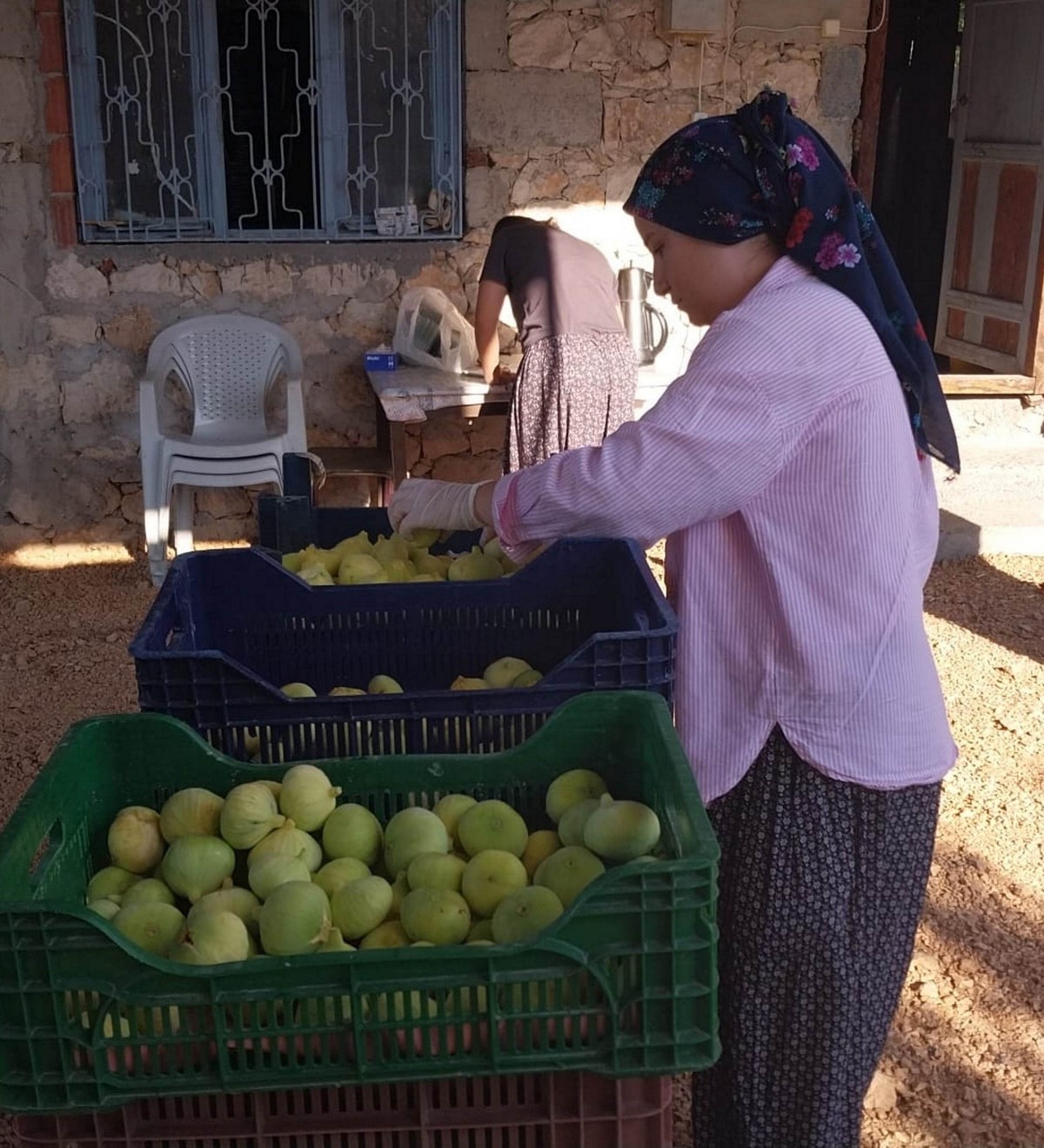 Mersin’de beyaz incirde ’yok yılı’: Rekoltenin 90 bin tondan 30 bin tona düşmesi bekleniyor
