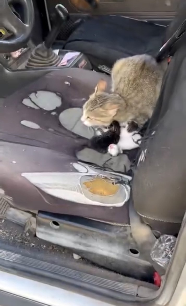 Otomobilin içinde yavruladı
